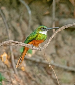 Rufous-Tailed Jacamar© Grace Chen