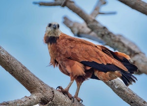 Black-collared Hawk© Grace Chen