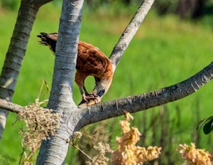 Black-collared Hawk© Grace Chen