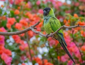 Nanday Parakeet© Grace Chen