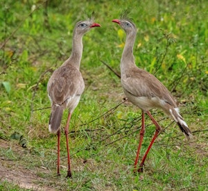 Red-legged Seriema© Grace Chen