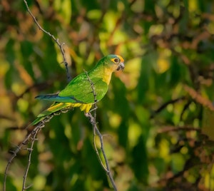 Peach-fronted Parakeet© Grace Chen