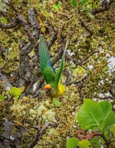 Peach-fronted Parakeet© Grace Chen