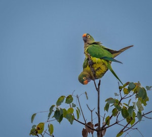 Peach-fronted Parakeet© Grace Chen