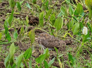 Nacunda Nighthawk© Grace Chen