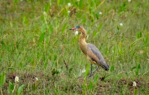 Whistling Heron© Grace Chen