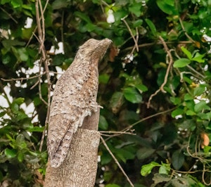 Common Potoo© Grace Chen