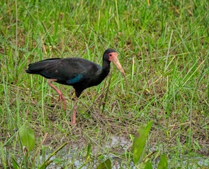 Bare-Faced Ibis© Grace Chen