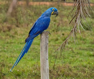 Hyacinth Macaw© Grace Chen