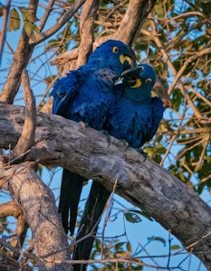 Hyacinth Macaw© Grace Chen