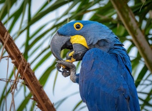 Hyacinth Macaw© Grace Chen