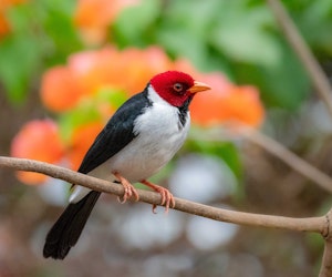 Yellow-billed Cardinal© Grace Chen