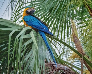 Blue-and-yellow Macaw© Grace Chen