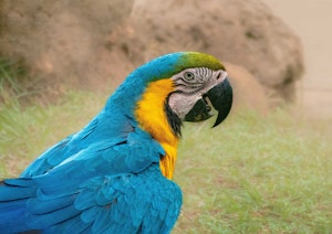 Blue-and-yellow Macaw© Grace Chen