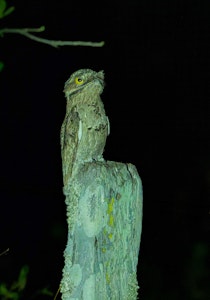 Common Potoo© Grace Chen