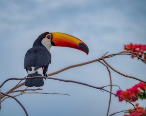 Toco Toucan© Grace Chen