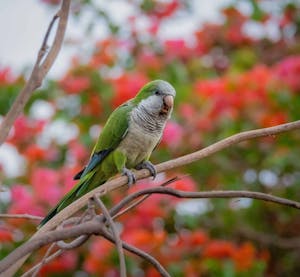 Monk Parakeet© Grace Chen
