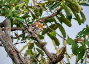 Chaco Puffbird© Grace Chen