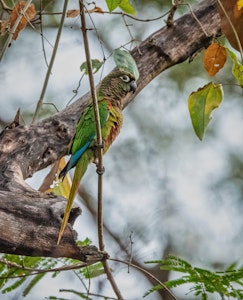 Scaly-headed Parrot© Grace Chen