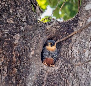 Bat Falcon© Grace Chen