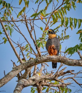 Bat Falcon© Grace Chen