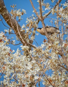 White-fronted Woodpecker© Grace Chen