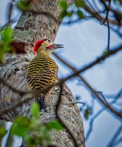 Green-barred Woodpecker© Grace Chen