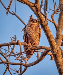 Great Horned Owl© Grace Chen