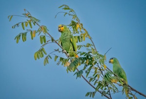 Orange-winged Amazon Parrot© Grace Chen