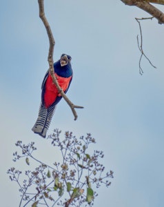 Blue-crowned Trogon© Grace Chen