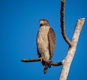 Roadside Hawk© Grace Chen