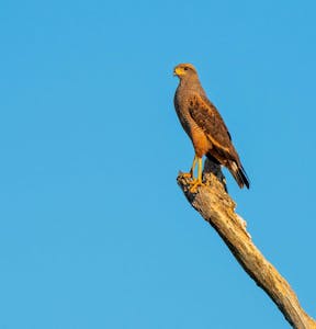 Savanna Hawk© Grace Chen