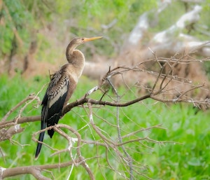 Anhinga© Grace Chen