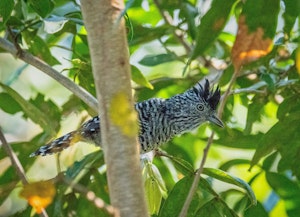 Barred Antshrike© Grace Chen