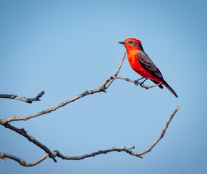 Vermillion Flycatcher© Grace Chen