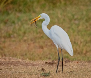 Great Egret© Grace Chen