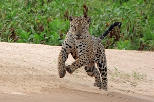 Leopard© Noreen Rudd