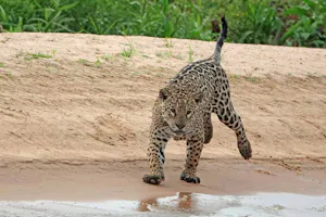 Leopard© Noreen Rudd