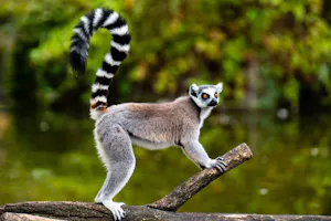 Ring-tailed Lemur