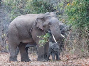 Asian Elephant Family© Ken & Mary Campbell