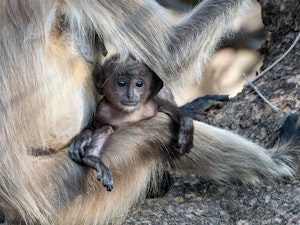 Baby Northern Plains Gray Langur© Ken & Mary Campbell