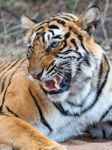 Bengal Tiger © Ken & Mary Campbell