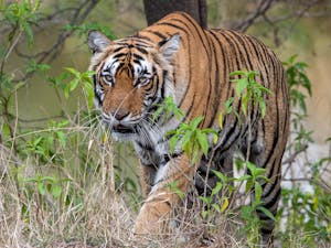 Bengal Tiger © Ken & Mary Campbell