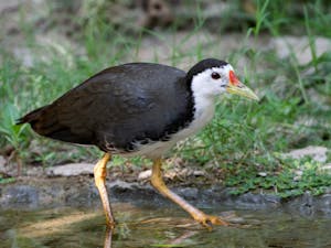 Bronze-winged Jacana© Ken & Mary Campbell