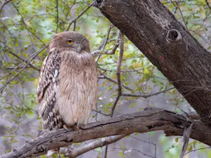 Brown Fish Owl© Ken & Mary Campbell