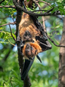 Indian Flying Fox Female with Young© Ken & Mary Campbell