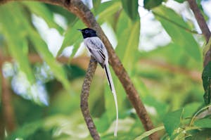 Malagasy Paradise Flycatcher © Cheesemans’ Ecology Safaris