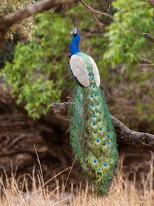 Male Indian Peafowl© Ken & Mary Campbell