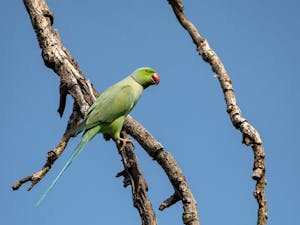 Male Rose-ringed Parakeet© Ken & Mary Campbell