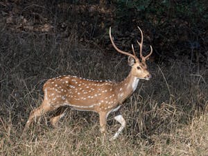 Male White Spotted Deer© Ken & Mary Campbell